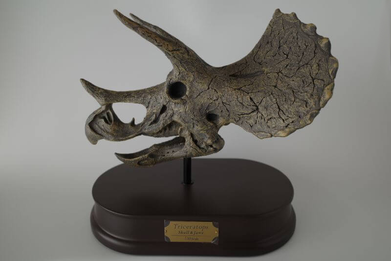 トリケラトプス頭骨（Favorite）レビュー | 大人の恐竜模型館