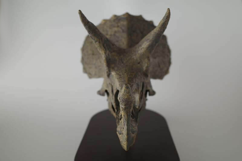 トリケラトプス頭骨（Favorite）レビュー | 大人の恐竜模型館