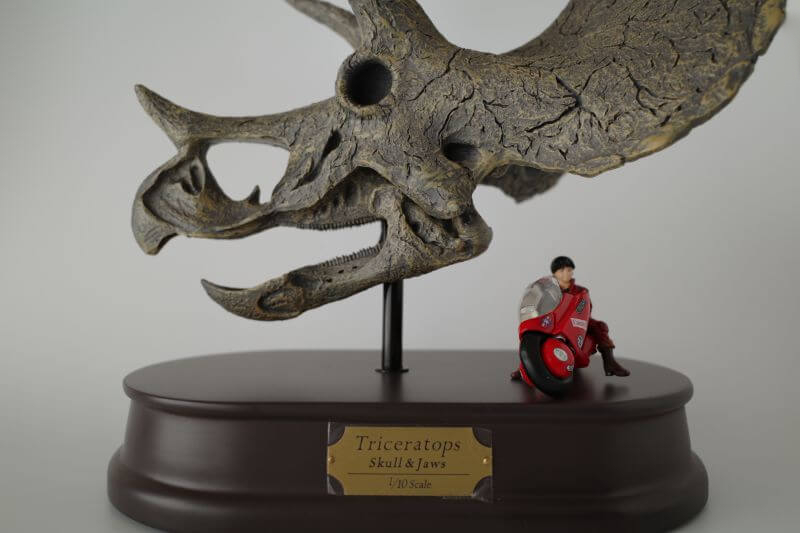 大人の恐竜模型館 フェバリット Favorite トリケラトプス スケルトン 恐竜フィギュア レビュー